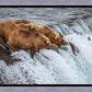 Grizzly Bears Fishing for Salmon at Katmai National Park Brooks Falls, Alaska
