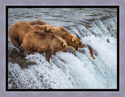 Grizzly Bears Fishing for Salmon at Katmai National Park Brooks Falls, Alaska