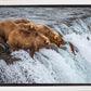 Grizzly Bears Fishing for Salmon at Katmai National Park Brooks Falls, Alaska