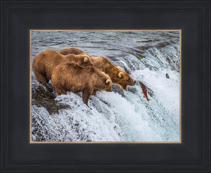 Grizzly Bears Fishing for Salmon at Katmai National Park Brooks Falls, Alaska