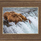 Grizzly Bears Fishing for Salmon at Katmai National Park Brooks Falls, Alaska