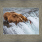 Grizzly Bears Fishing for Salmon at Katmai National Park Brooks Falls, Alaska