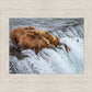 Grizzly Bears Fishing for Salmon at Katmai National Park Brooks Falls, Alaska