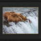 Grizzly Bears Fishing for Salmon at Katmai National Park Brooks Falls, Alaska