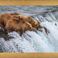 Grizzly Bears Fishing for Salmon at Katmai National Park Brooks Falls, Alaska