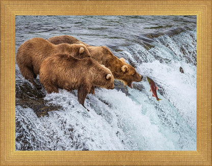 Grizzly Bears Fishing for Salmon at Katmai National Park Brooks Falls, Alaska