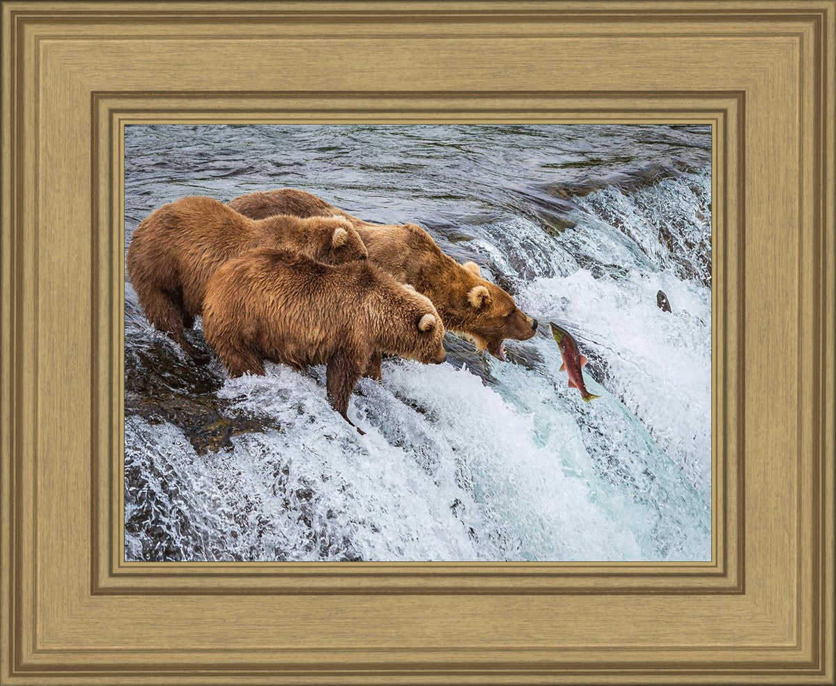 Grizzly Bears Fishing for Salmon at Katmai National Park Brooks Falls, Alaska