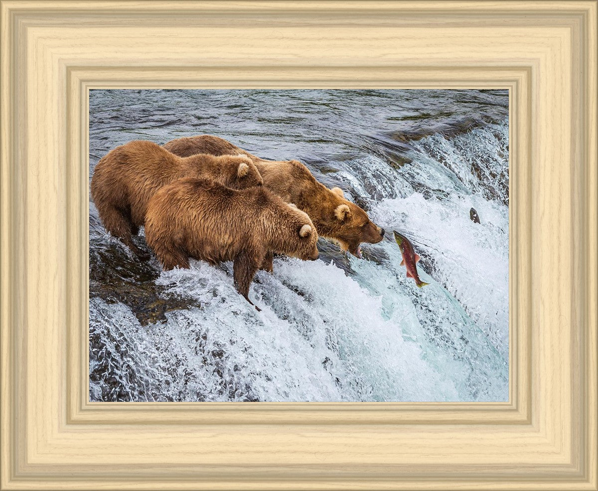 Grizzly Bears Fishing for Salmon at Katmai National Park Brooks Falls, Alaska