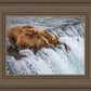 Grizzly Bears Fishing for Salmon at Katmai National Park Brooks Falls, Alaska