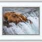 Grizzly Bears Fishing for Salmon at Katmai National Park Brooks Falls, Alaska