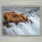 Grizzly Bears Fishing for Salmon at Katmai National Park Brooks Falls, Alaska