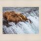 Grizzly Bears Fishing for Salmon at Katmai National Park Brooks Falls, Alaska