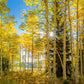 Autumn in the Rocky Mountains, Wasatch National Forest, Utah