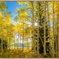 Autumn in the Rocky Mountains, Wasatch National Forest, Utah