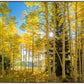 Autumn in the Rocky Mountains, Wasatch National Forest, Utah