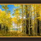Autumn in the Rocky Mountains, Wasatch National Forest, Utah