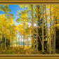 Autumn in the Rocky Mountains, Wasatch National Forest, Utah