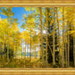 Autumn in the Rocky Mountains, Wasatch National Forest, Utah