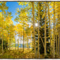Autumn in the Rocky Mountains, Wasatch National Forest, Utah
