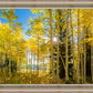 Autumn in the Rocky Mountains, Wasatch National Forest, Utah