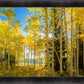 Autumn in the Rocky Mountains, Wasatch National Forest, Utah