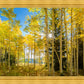 Autumn in the Rocky Mountains, Wasatch National Forest, Utah