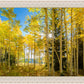 Autumn in the Rocky Mountains, Wasatch National Forest, Utah