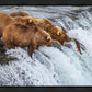 Grizzly Bears Fishing for Salmon at Katmai National Park Brooks Falls, Alaska