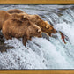 Grizzly Bears Fishing for Salmon at Katmai National Park Brooks Falls, Alaska