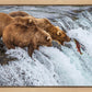 Grizzly Bears Fishing for Salmon at Katmai National Park Brooks Falls, Alaska