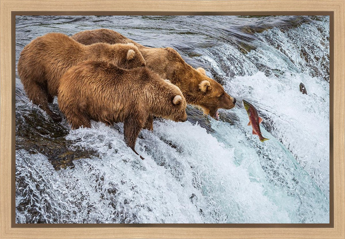 Grizzly Bears Fishing for Salmon at Katmai National Park Brooks Falls, Alaska