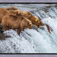 Grizzly Bears Fishing for Salmon at Katmai National Park Brooks Falls, Alaska