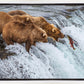 Grizzly Bears Fishing for Salmon at Katmai National Park Brooks Falls, Alaska