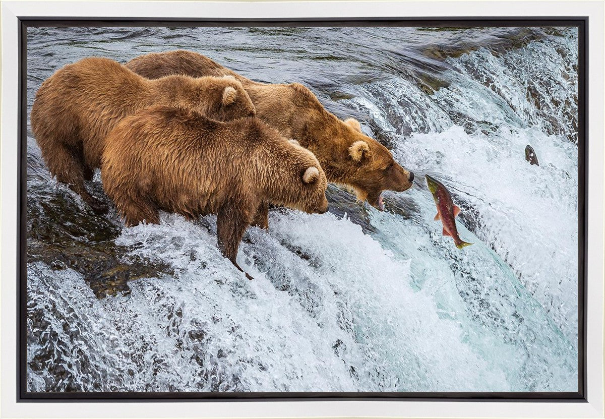 Grizzly Bears Fishing for Salmon at Katmai National Park Brooks Falls, Alaska
