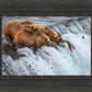 Grizzly Bears Fishing for Salmon at Katmai National Park Brooks Falls, Alaska