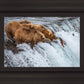 Grizzly Bears Fishing for Salmon at Katmai National Park Brooks Falls, Alaska