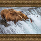 Grizzly Bears Fishing for Salmon at Katmai National Park Brooks Falls, Alaska