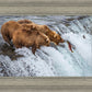 Grizzly Bears Fishing for Salmon at Katmai National Park Brooks Falls, Alaska
