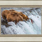 Grizzly Bears Fishing for Salmon at Katmai National Park Brooks Falls, Alaska