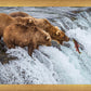 Grizzly Bears Fishing for Salmon at Katmai National Park Brooks Falls, Alaska