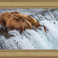 Grizzly Bears Fishing for Salmon at Katmai National Park Brooks Falls, Alaska