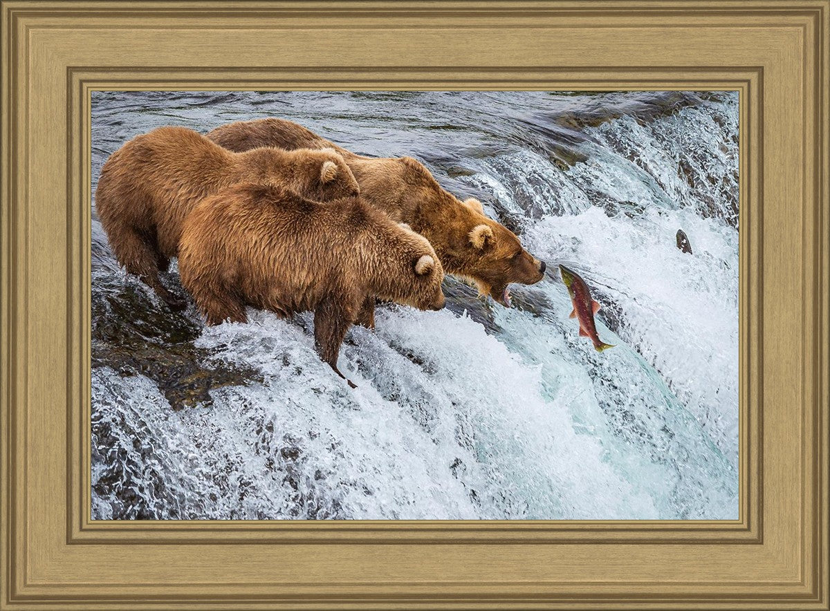 Grizzly Bears Fishing for Salmon at Katmai National Park Brooks Falls, Alaska