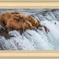 Grizzly Bears Fishing for Salmon at Katmai National Park Brooks Falls, Alaska