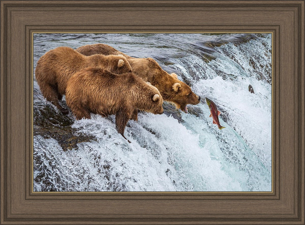 Grizzly Bears Fishing for Salmon at Katmai National Park Brooks Falls, Alaska