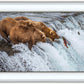 Grizzly Bears Fishing for Salmon at Katmai National Park Brooks Falls, Alaska