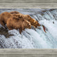 Grizzly Bears Fishing for Salmon at Katmai National Park Brooks Falls, Alaska