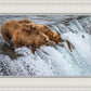 Grizzly Bears Fishing for Salmon at Katmai National Park Brooks Falls, Alaska
