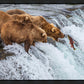Grizzly Bears Fishing for Salmon at Katmai National Park Brooks Falls, Alaska