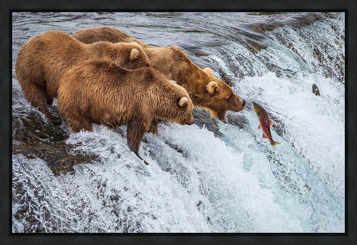 Grizzly Bears Fishing for Salmon at Katmai National Park Brooks Falls, Alaska