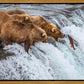 Grizzly Bears Fishing for Salmon at Katmai National Park Brooks Falls, Alaska